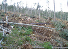 違法伐採対策や地域的な取組の進展