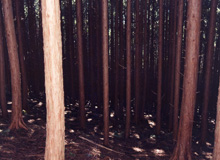 手入れが遅れる日本の森林