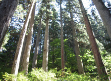 森林・林業再生の幕開け