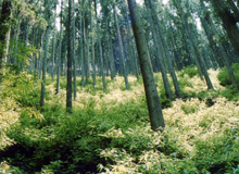 「森づくり」に関する企業の高い関心